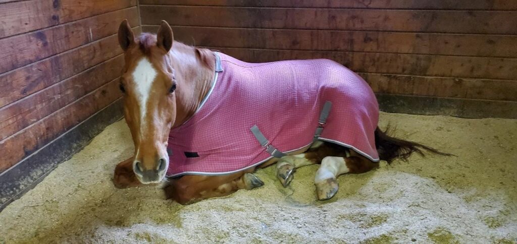 Zorba looking cozy in pink LOL